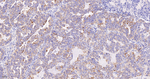 STOML2 Antibody in Immunohistochemistry (Paraffin) (IHC (P))