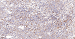 STOML2 Antibody in Immunohistochemistry (Paraffin) (IHC (P))