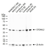 STOML2 Antibody in Western Blot (WB)