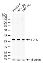 FDPS Recombinant Rabbit Monoclonal Antibody (3E8)