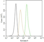 NCK2 Antibody in Flow Cytometry (Flow)