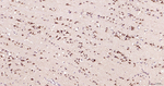 NCK2 Antibody in Immunohistochemistry (Paraffin) (IHC (P))