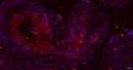NCK2 Antibody in Immunohistochemistry (Paraffin) (IHC (P))