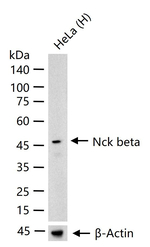 NCK2 Antibody in Western Blot (WB)