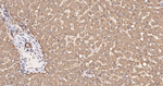 ALDH7A1 Antibody in Immunohistochemistry (Paraffin) (IHC (P))
