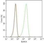 BLNK Antibody in Flow Cytometry (Flow)