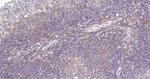 BLNK Antibody in Immunohistochemistry (Paraffin) (IHC (P))