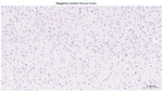 FDX1 Antibody in Immunohistochemistry (Paraffin) (IHC (P))