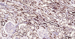 FDX1 Antibody in Immunohistochemistry (Paraffin) (IHC (P))
