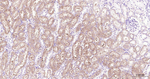 FDX1 Antibody in Immunohistochemistry (Paraffin) (IHC (P))