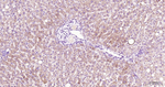 FDX1 Antibody in Immunohistochemistry (Paraffin) (IHC (P))