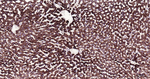 FDX1 Antibody in Immunohistochemistry (Paraffin) (IHC (P))