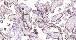 FDX1 Antibody in Immunohistochemistry (Paraffin) (IHC (P))