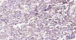 FDX1 Antibody in Immunohistochemistry (Paraffin) (IHC (P))