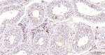 FDX1 Antibody in Immunohistochemistry (Paraffin) (IHC (P))