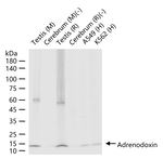 FDX1 Antibody in Western Blot (WB)