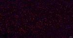 COPS8 Recombinant Rabbit Monoclonal Antibody (5D3)