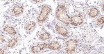 COPS8 Antibody in Immunohistochemistry (Paraffin) (IHC (P))