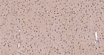 COPS8 Antibody in Immunohistochemistry (Paraffin) (IHC (P))