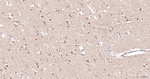 COPS8 Antibody in Immunohistochemistry (Paraffin) (IHC (P))