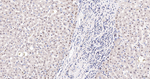 COPS8 Antibody in Immunohistochemistry (Paraffin) (IHC (P))