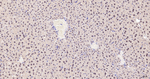 COPS8 Antibody in Immunohistochemistry (Paraffin) (IHC (P))
