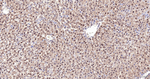 COPS8 Antibody in Immunohistochemistry (Paraffin) (IHC (P))