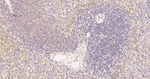 COPS8 Antibody in Immunohistochemistry (Paraffin) (IHC (P))