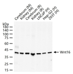 WNT16 Recombinant Rabbit Monoclonal Antibody (9F5)