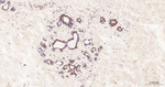 MTAP Antibody in Immunohistochemistry (Paraffin) (IHC (P))