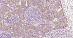 MTAP Antibody in Immunohistochemistry (Paraffin) (IHC (P))