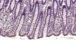 MTAP Antibody in Immunohistochemistry (Paraffin) (IHC (P))