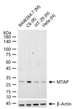 MTAP Antibody in Western Blot (WB)