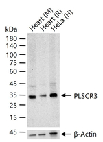 PLSCR3 Recombinant Rabbit Monoclonal Antibody (8F1)