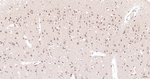 PPCS Antibody in Immunohistochemistry (Paraffin) (IHC (P))