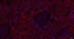 PPCS Antibody in Immunohistochemistry (Paraffin) (IHC (P))