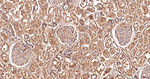 PPCS Antibody in Immunohistochemistry (Paraffin) (IHC (P))