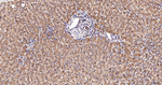 PPCS Antibody in Immunohistochemistry (Paraffin) (IHC (P))