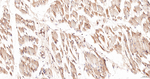 PPCS Antibody in Immunohistochemistry (Paraffin) (IHC (P))