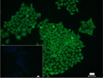 GRP78 Recombinant Rabbit Monoclonal Antibody (9D16)