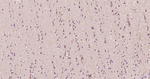 GRP78 Antibody in Immunohistochemistry (Paraffin) (IHC (P))