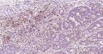 GRP78 Antibody in Immunohistochemistry (Paraffin) (IHC (P))