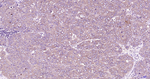 GRP78 Antibody in Immunohistochemistry (Paraffin) (IHC (P))
