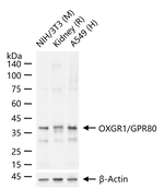OXGR1 Antibody in Western Blot (WB)