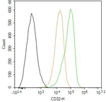 CD32 Recombinant Rabbit Monoclonal Antibody (7A11)