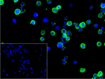CD32 Recombinant Rabbit Monoclonal Antibody (7A11)