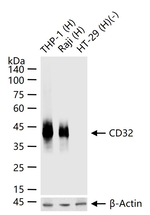 CD32 Antibody in Western Blot (WB)