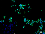 Phospho-MDM2 (Ser166) Recombinant Rabbit Monoclonal Antibody (10B6)