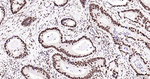 Phospho-MDM2 (Ser166) Antibody in Immunohistochemistry (Paraffin) (IHC (P))