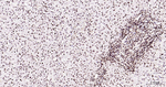 Phospho-MDM2 (Ser166) Antibody in Immunohistochemistry (Paraffin) (IHC (P))